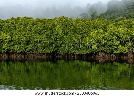 Mangroves in Andaman and Nicobar Islands. Total area under mangrove vegetation in India is 4639 sq.km, as per the latest estimate of the Forest Survey of India 