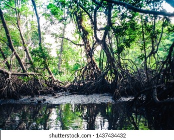 Mangroves In Bentota River In Sri Lanka