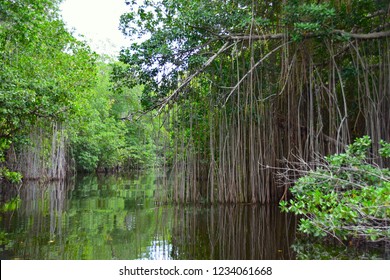 Mangroves, Black River Jamaica