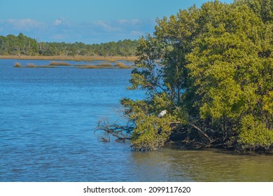 The Mangroves in the Cedar Key National Wildlife Refuge of Cedar Key, Levy County, Florida - Shutterstock ID 2099117620