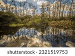 Mangroves, clouds, and sun reflecting in Everglades swamp water | Big Cypress National Preserve, Florida, USA