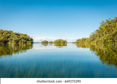 Mangroves and flat water in Northland New Zealand