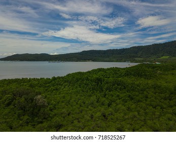 Mangroves Forest