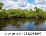 The mangroves of Fullerton Island in Jupiter, Florida, USA