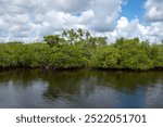 The mangroves of Fullerton Island in Jupiter, Florida, USA