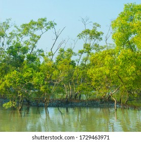 Mangroves In The Ganges Delta, India.