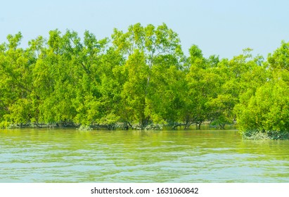 Mangroves In The Ganges Delta In Sundarbans Area, India.