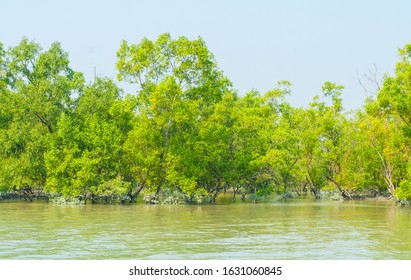 Mangroves In The Ganges Delta In Sundarbans Area, India.