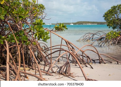 Mangroves, Great Exuma Island, Bahamas