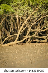 Mangroves Growing In Porosus Creek, Kimberley Coast