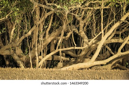 Mangroves Growing In Porosus Creek, Kimberley Coast