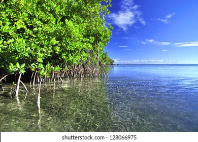 Mangroves growing in shallow lagoon in the bay of Isla Culebra in Puerto Rico