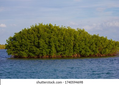 Mangroves In Indian River Lagoon