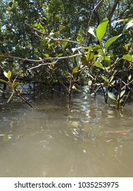 Mangroves Jacobs Well QLD Australia