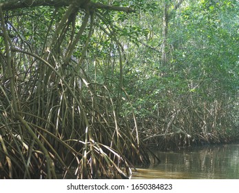 Mangroves Near Puerto Chiapas, Mexico