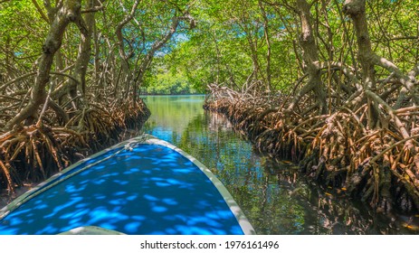 Mangroves On Roatan In Honduras