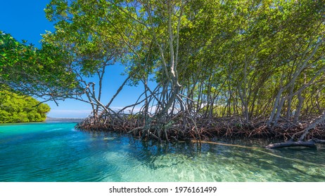 Mangroves On Roatan In Honduras