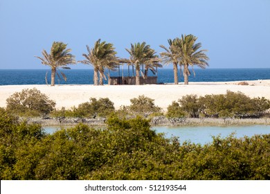 Mangroves and palm trees on Sir Bani Yas island, UAE - Shutterstock ID 512193544