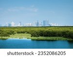 Mangroves in Persian Gulf, United Arab Emirates against backdrop of skyscrapers (white houses) of Abu Dhabi like snowy mountains. Successful case of combining natural and urban environment