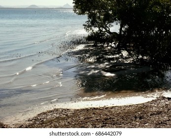 Mangroves In Pumicestone Passage