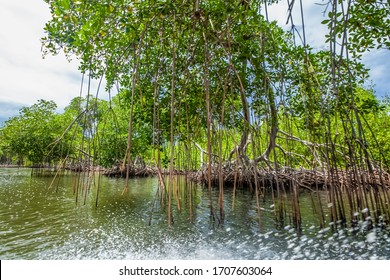 Mangroves trees excursion by the river in mangroves forest in Dominican republic natural national park Los Haities 