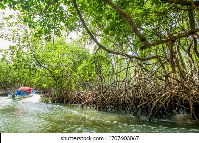 Mangroves trees excursion by the river on the boat in mangroves forest in Dominican republic natural national park Los Haities 