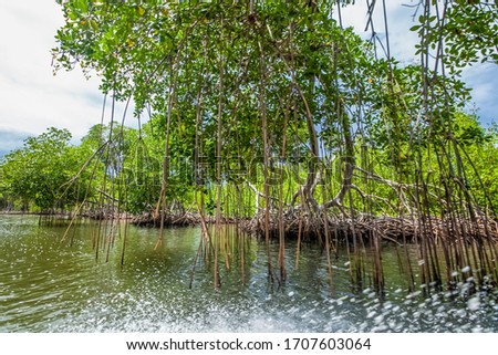 Mangroves trees excursion by the river in mangroves forest in Dominican republic natural national park Los Haities 