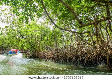 Mangroves trees excursion by the river on the boat in mangroves forest in Dominican republic natural national park Los Haities 