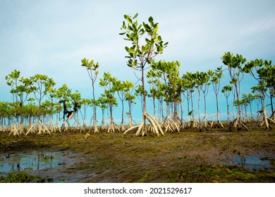 Mangroves trees on beach with the reflection of sky on the water