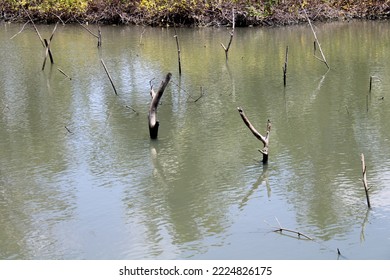 Mangroves trees roots in salty water lake
