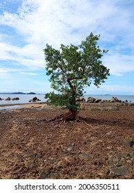 Mangroves Are A Type Of Tree That Is Able To Survive And Even Thrive In A Tidal Environment