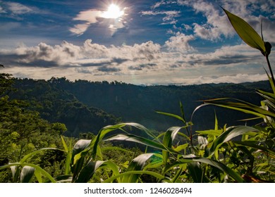 Imágenes Fotos De Stock Y Vectores Sobre Indonesian Pine