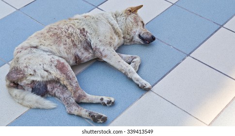 Mangy dog sleeping on the floor