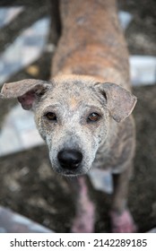 Mangy Stray Dog Has No Owner Stock Photo 2142289185 | Shutterstock