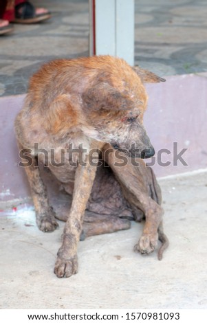 Mangy stray dogs on the street, homeless dog  