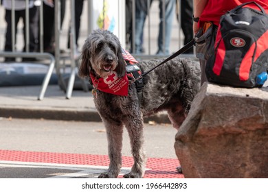 Manhattan, New York, USA - November 11. 2019: Cute Red Cross Therapy Dog With Harness And USA Flags. Veterans Day Parade In NYC