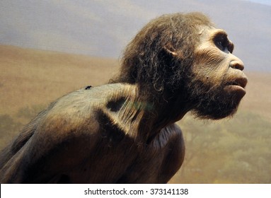 猿人 の画像 写真素材 ベクター画像 Shutterstock