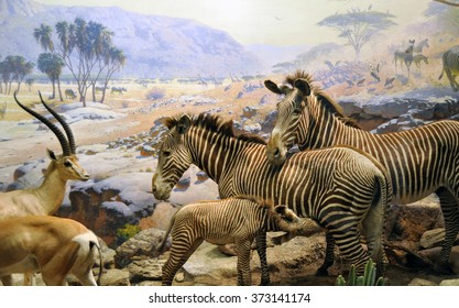 Manhattan, New York, USA - October 7, 2014: Animals At The Natural History Museum