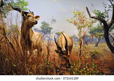 Manhattan, New York, USA - October 7, 2014: Animals At The Natural History Museum