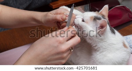 manicure for cats, sharpen claws cat