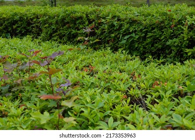 Manicured Hedges In The Park