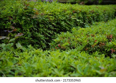 Manicured Hedges In The Park