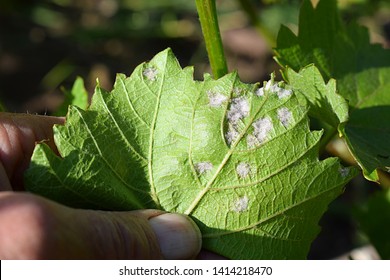 Manifestations Of Mildew On A Grape Leaf Close-up.