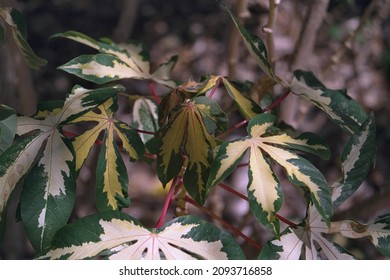 Manihot Esculenta ‘Variegata’ - Variegated Tapioca Plant