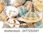 Manila clam mussel being sanded down in a bowl of salt water and stretching a water pipe