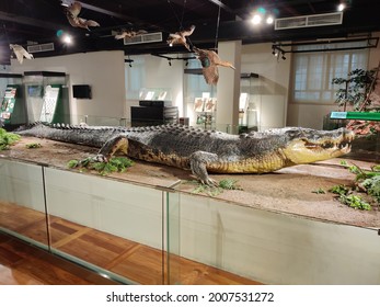 221 Taxidermy Crocodile Images, Stock Photos & Vectors 