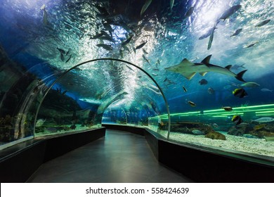 MANILA, PHILIPPINES - MARCH 18: Underwater tunnel on March, 18, 2013, Manila, Philippines. In terms of floor space, oceanarium is larger than oceanarium in Singapore, features a 25-metre tunnel.