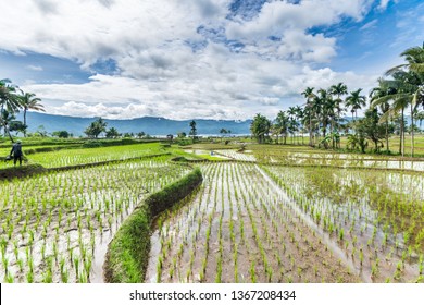 Maninjau Lake West Sumatra In Indonesia