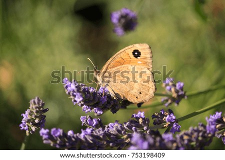 Similar – Ox-eye daisy on flowering lavender