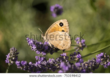 Ox-eye daisy on flowering lavender